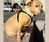 Photo of Liam, a Chihuahua, Miniature Pinscher, Pomeranian, and Mixed mix in Long Beach, California, USA