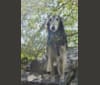 Photo of Sage, a Silken Windhound  in Colorado, USA
