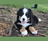 Hildy, a Bernese Mountain Dog tested with EmbarkVet.com
