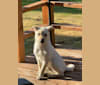 Nala, a Labrador Retriever and Chow Chow mix tested with EmbarkVet.com