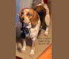 Heath, a Beagle and Australian Cattle Dog mix tested with EmbarkVet.com