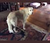 Pearl, an Anatolian Shepherd Dog and Great Pyrenees mix tested with EmbarkVet.com