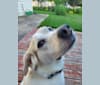 Chester, a Labrador Retriever and Treeing Walker Coonhound mix tested with EmbarkVet.com