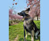 Liesl, a German Shepherd Dog tested with EmbarkVet.com