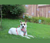Zoe, a Boxer and German Shepherd Dog mix tested with EmbarkVet.com