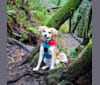 Dougie, a Chihuahua and Dachshund mix tested with EmbarkVet.com