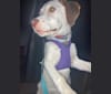 Photo of Lacey, a Beagle, Mountain Cur, American Pit Bull Terrier, and Mixed mix in Murphysboro, Illinois, USA