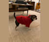 Mocha, a Chihuahua and Miniature Pinscher mix tested with EmbarkVet.com