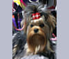 GiGi, a Yorkshire Terrier tested with EmbarkVet.com