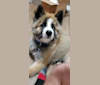 Ayar, a Siberian Husky and Rottweiler mix tested with EmbarkVet.com