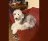 LUCY, an Old English Sheepdog tested with EmbarkVet.com