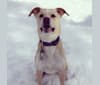 Otis, a German Shepherd Dog and Rottweiler mix tested with EmbarkVet.com