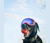 Jackie, a Labrador Retriever tested with EmbarkVet.com