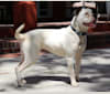 Rosa, an American Bulldog tested with EmbarkVet.com