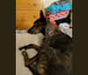 Bimini, a Western European Village Dog tested with EmbarkVet.com