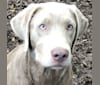 COOPER, a Labrador Retriever tested with EmbarkVet.com