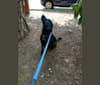 Monti, a Labrador Retriever and Rottweiler mix tested with EmbarkVet.com