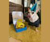 Papas, a Chihuahua and Miniature Pinscher mix tested with EmbarkVet.com