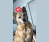 Emma, a Pomeranian and Rat Terrier mix tested with EmbarkVet.com