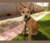 Bean, a Chow Chow and Chihuahua mix tested with EmbarkVet.com