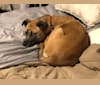 Susie, a Labrador Retriever and Chihuahua mix tested with EmbarkVet.com