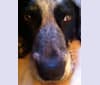 Festus, an Australian Cattle Dog and Labrador Retriever mix tested with EmbarkVet.com