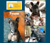 Tyson, an American Pit Bull Terrier and German Shepherd Dog mix tested with EmbarkVet.com