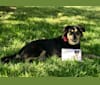 Emma, a Labrador Retriever and Australian Cattle Dog mix tested with EmbarkVet.com