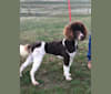 Bella, a Poodle (Standard) tested with EmbarkVet.com