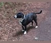 Photo of Emma, an American Pit Bull Terrier, Alaskan Malamute, American Staffordshire Terrier, and Mixed mix
