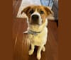 Photo of Oakley, a Great Pyrenees, German Shepherd Dog, and Mixed mix in Fort Worth, Texas, USA