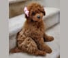 Dorothy "Dot", a Poodle (Small) tested with EmbarkVet.com