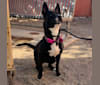 Photo of Ceci, an American Pit Bull Terrier, Australian Cattle Dog, Chow Chow, and Mixed mix in Phoenix, Arizona, USA