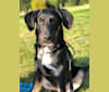 Stanley, a Labrador Retriever and Golden Retriever mix tested with EmbarkVet.com