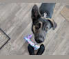 Nyxie, a German Shepherd Dog and Siberian Husky mix tested with EmbarkVet.com