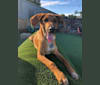 Charlie, a German Shepherd Dog and Beagle mix tested with EmbarkVet.com