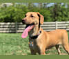 Lola, a Labrador Retriever and Boxer mix tested with EmbarkVet.com