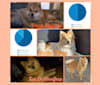 Zoë Het-Woefke-NL, a Pomeranian and Siberian Husky mix tested with EmbarkVet.com