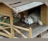 Jules, a Siberian Husky and German Shepherd Dog mix tested with EmbarkVet.com
