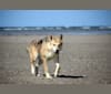 Atami a dog tested with EmbarkVet.com