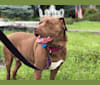 Lola, an American Pit Bull Terrier tested with EmbarkVet.com