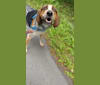 Freddy, an American Foxhound and American English Coonhound mix tested with EmbarkVet.com