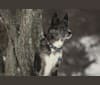 Photo of Dash, a Siberian Husky, Chow Chow, and Labrador Retriever mix