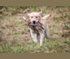 Apache, a Labrador Retriever tested with EmbarkVet.com