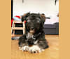 Tilly, an Eastern European Village Dog tested with EmbarkVet.com