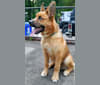 Canyon, a Siberian Husky and Saint Bernard mix tested with EmbarkVet.com