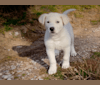 Yeti, a German Shepherd Dog and Alaskan Malamute mix tested with EmbarkVet.com