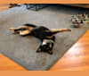 Ciara, a Siberian Husky and Australian Cattle Dog mix tested with EmbarkVet.com