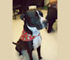 Odin, a Boxer and American Pit Bull Terrier mix tested with EmbarkVet.com