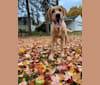 Ziggy, a Labrador Retriever tested with EmbarkVet.com